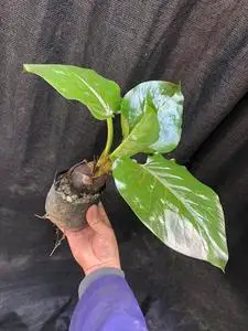 荞麦叶大百合,大球径,成活也服盆