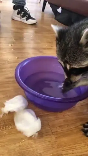 这么多年过去了小浣熊依旧没吃上棉花糖