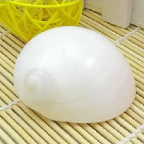 贝壳海螺装饰品 4-5cm白玉螺 白猫眼螺 地中海家居装饰 鱼缸 装饰