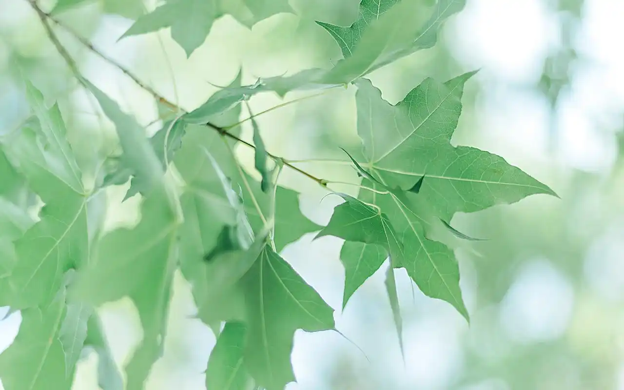 高清绿色护眼植物图片桌面壁纸