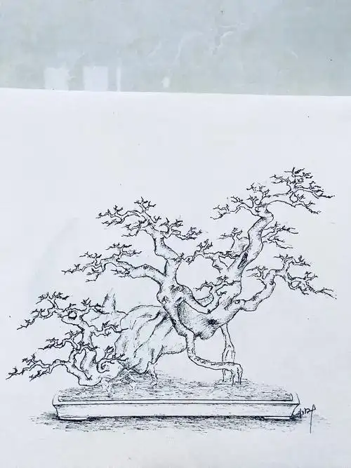 手绘盆景设计图