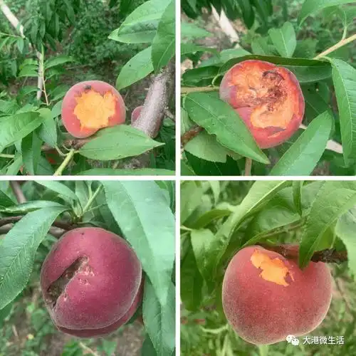 张伟又去桃园浪了必须亲自尝鲜无治虫无催熟无防腐但很贵