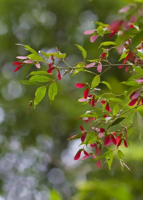 罗浮槭 acer fabri ,槭树科槭属.