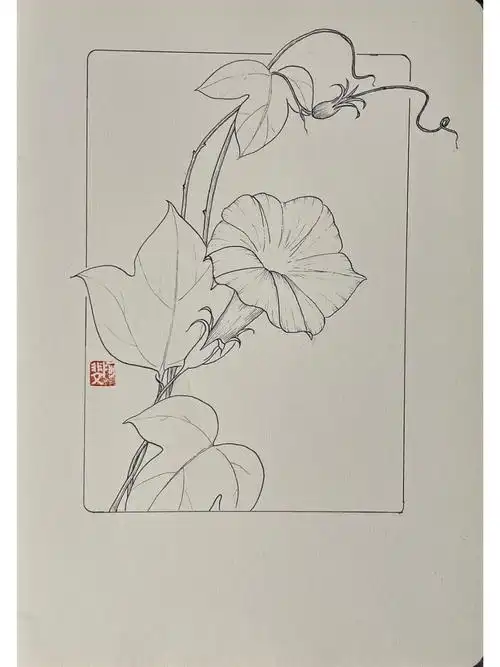 针管笔临摹185牵牛花