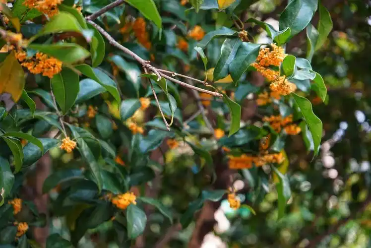 拾影闲文|我坐在桂花树下