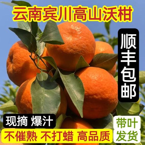 【爆汁】沃柑云南大理宾川高原特产应季水果新鲜正宗顺丰包邮纯甜