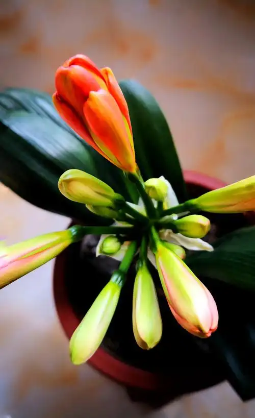 君子兰第一次开花