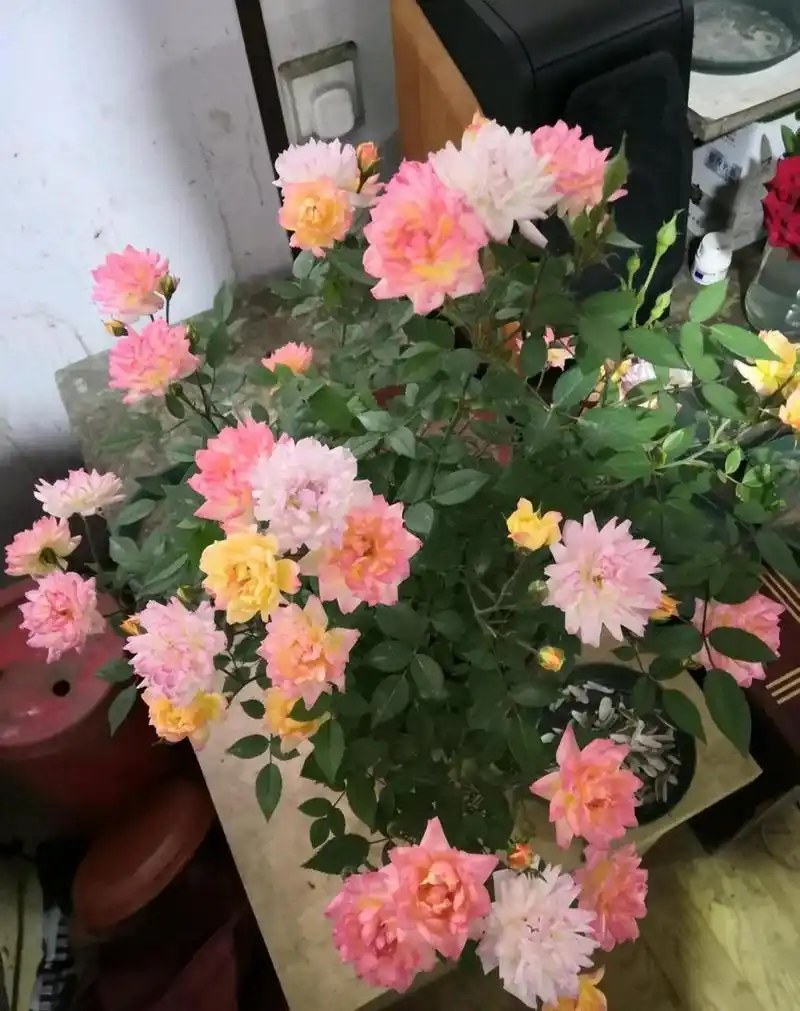 微型月季花"小五彩",一种会同时开几种颜色花朵的植物,五颜六色,绚丽