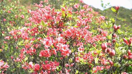 那时的大围山仿佛变成杜鹃花的花海,大红色的映山红,粉红色的云锦杜鹃