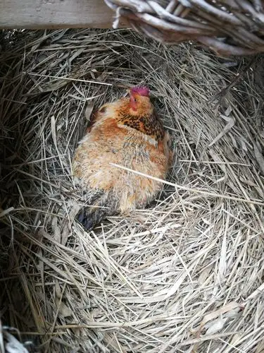 孵蛋的老母鸡,再过十来天小鸡就破壳而出!