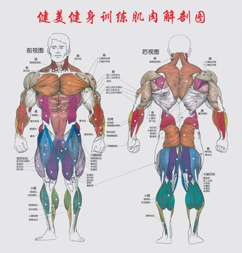 756海报印制展板写真喷绘852健美健身训练肌肉解剖图