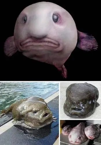 这些世界上丑出天际的鱼类,你估计一条都没见过!