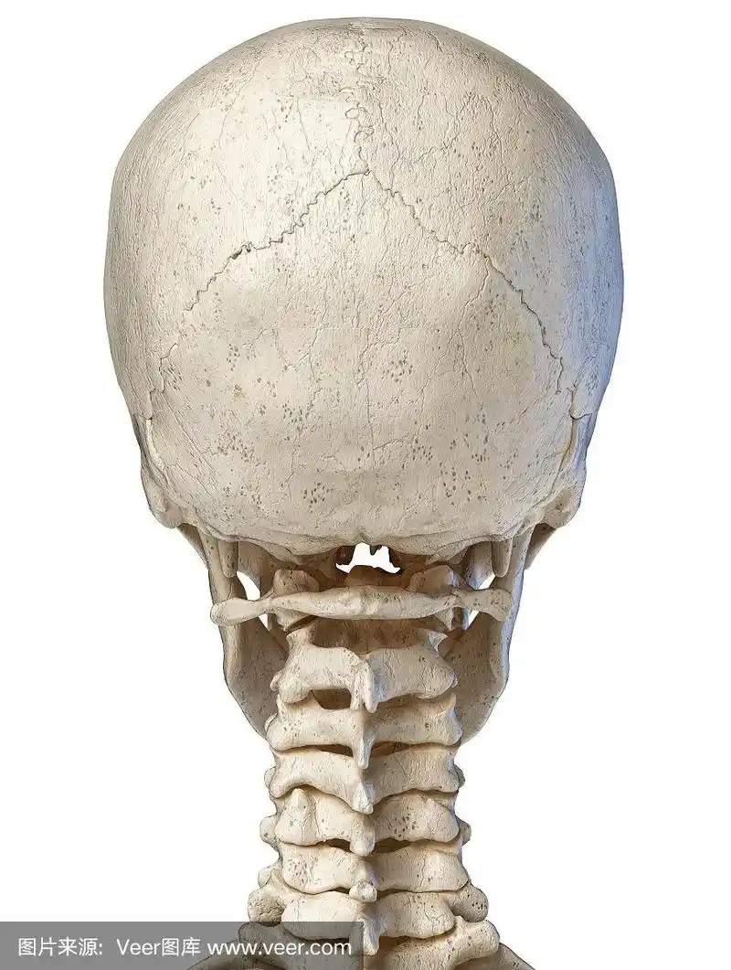 人头骨,背面视角,头骨,健康保健,白色背景