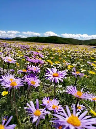 《美丽阿坝俄么塘花海若尔盖花湖湿地》