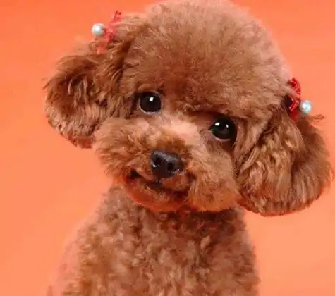 泰迪多久洗一次澡