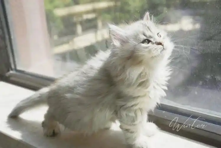 2月龄的小毛团子阿秋西伯利亚森林猫