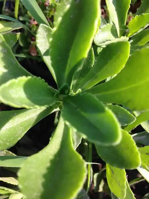 如图 这是土三七中的那一种