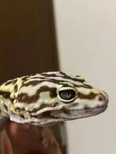 你认为伊朗豹纹守宫的第一个变异会是什么?史蒂夫·赛克斯:从未见过