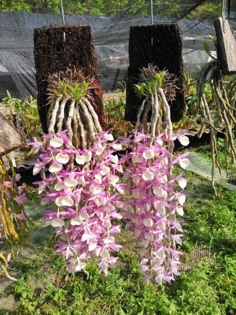 石斛兰合集总有一款适合你#待到春暖花开时一切重回美好 #你像 - 抖音