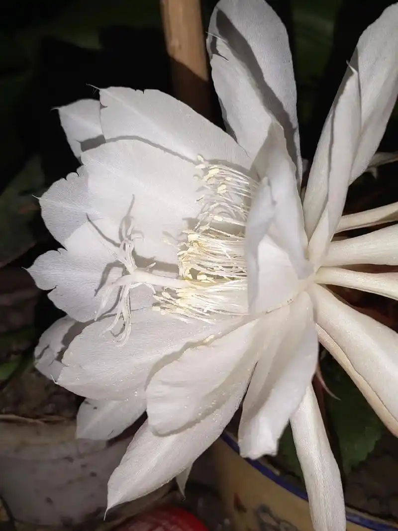 昙花的花语有刹那间的美丽,一瞬间的永恒[爱心] 昙花象征美丽 - 抖音