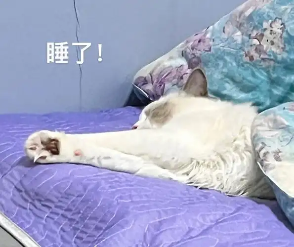 猫咪睡觉表情包