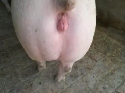 后备母猪能喂妊娠料吗?