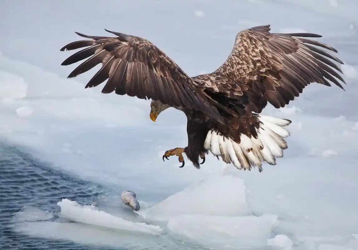 强壮的老鹰!在天空翱翔!