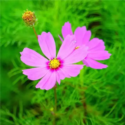 高清能带来好运的微信头像大全2021图片