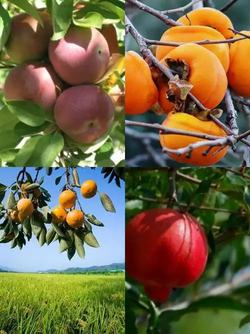 秋天的美景 双辽二小三年四班兰启同