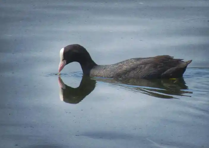 湖面上游来一只黑色小鸭,与水中倒影形成比心的画面.