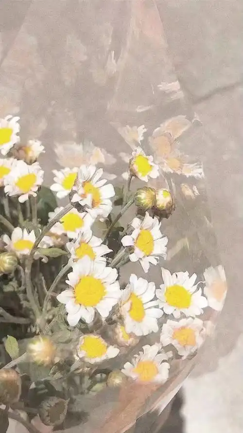 什么时候你也开始喜欢小雏菊了呢丨壁纸背景图