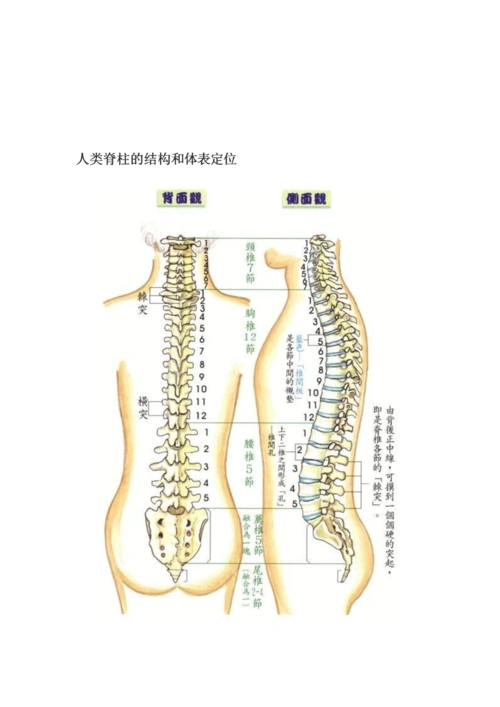 人类脊柱结构与体表定位.doc