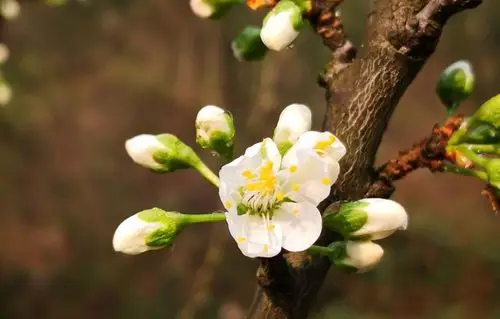 三月长兴绿桃花迎春红2019.3.18-22