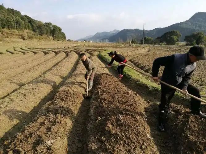 地整平,施足肥. 开好沟,作高畦.精选种,药剂拌. 二三月,适时播.