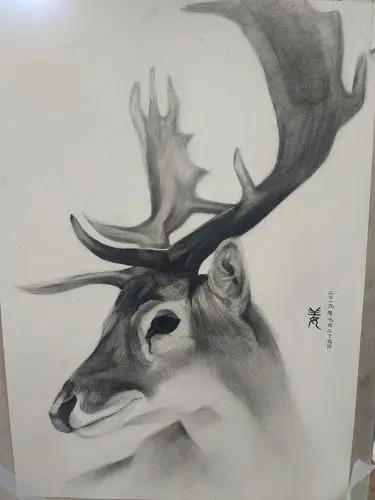 素描·麋鹿