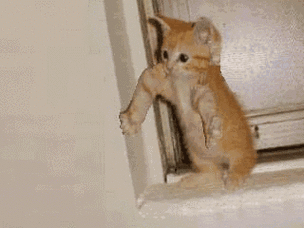 猫咪gif可爱gif萌宠gif喵星人gif