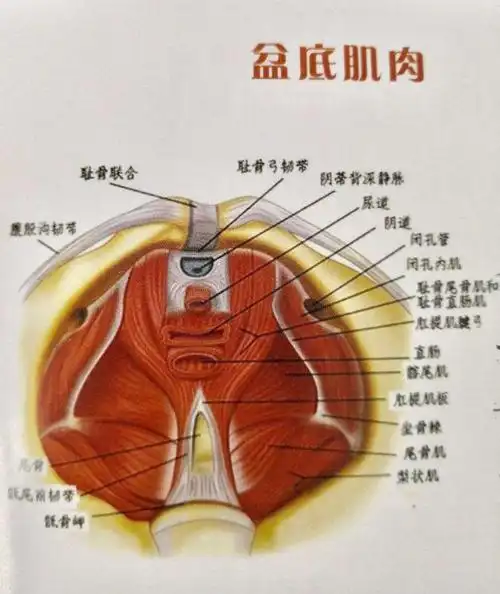 幸福做女人 写美篇盆底肌肉,是指封闭骨盆底的肌肉群