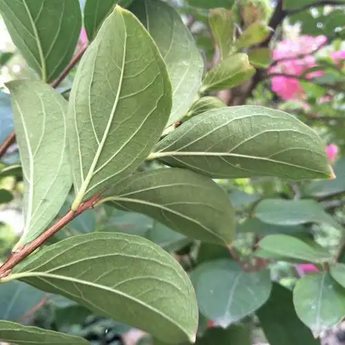 夏季紫薇花木虱为害叶片怎么办?