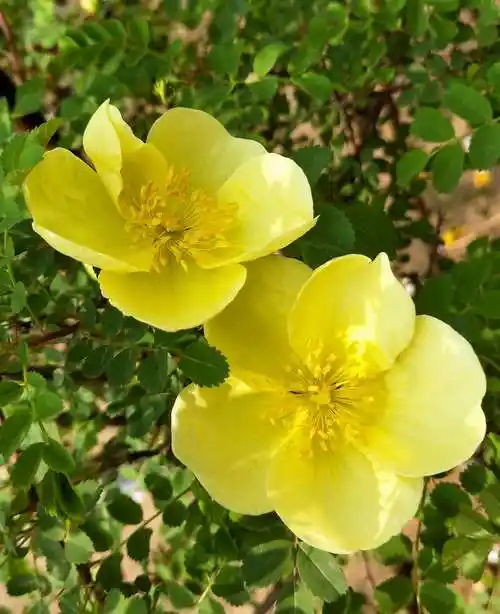 清香醉人一黄刺梅