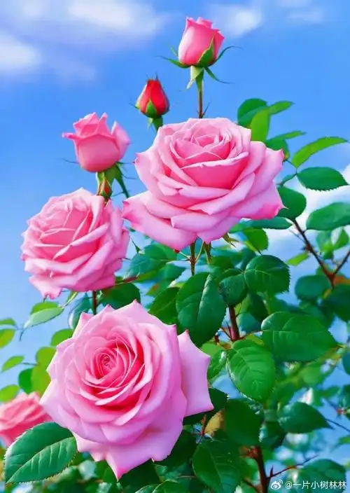 壁纸 花 桌面 690_971 竖版 竖屏 手机