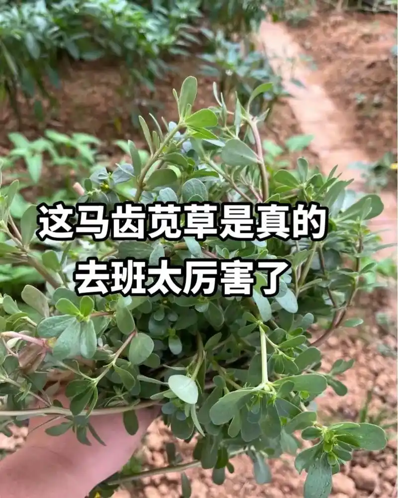 马齿苋的功效.试试马齿苋敷脸,成功摆脱班啦,谁有需要的    - 抖音