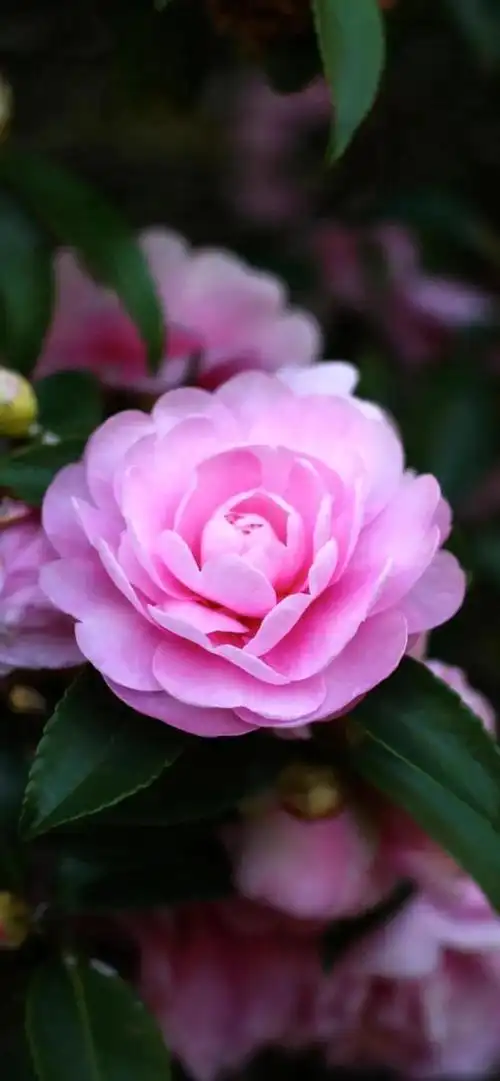 高清极品精选22幅山茶花儿花开富贵见者好运连连