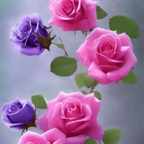 玫瑰花图片唯美头像