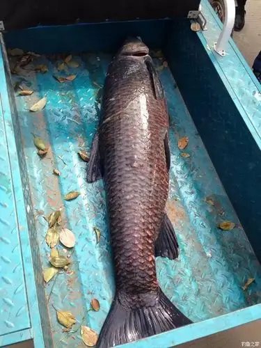 十年产巨物 自制饵料钓青鱼 - 钓鱼之家