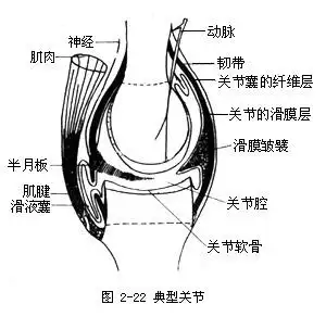 一,关节结构第三节 关节结构知识趾骨 共14块.
