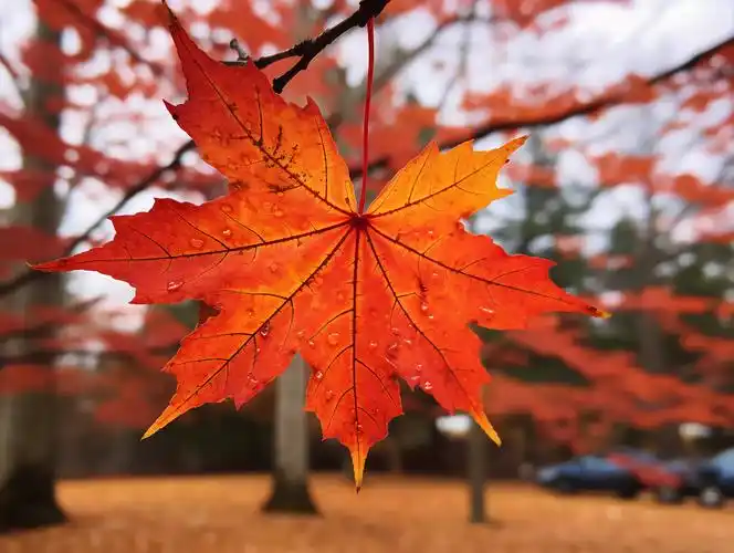 秋天立秋一片飘落中的红色枫叶风景壁纸图