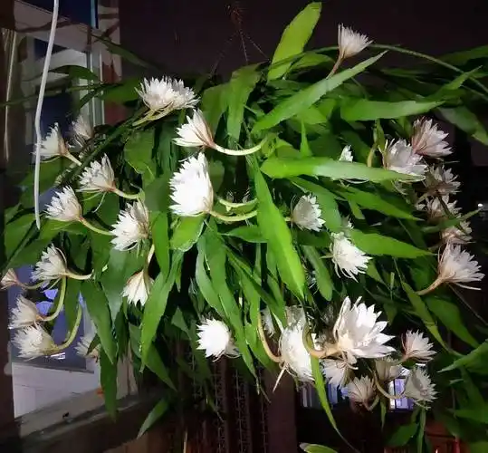 养好昙花要注意什么?记住3点,当年开花,叶色浓绿枝叶多_盆栽