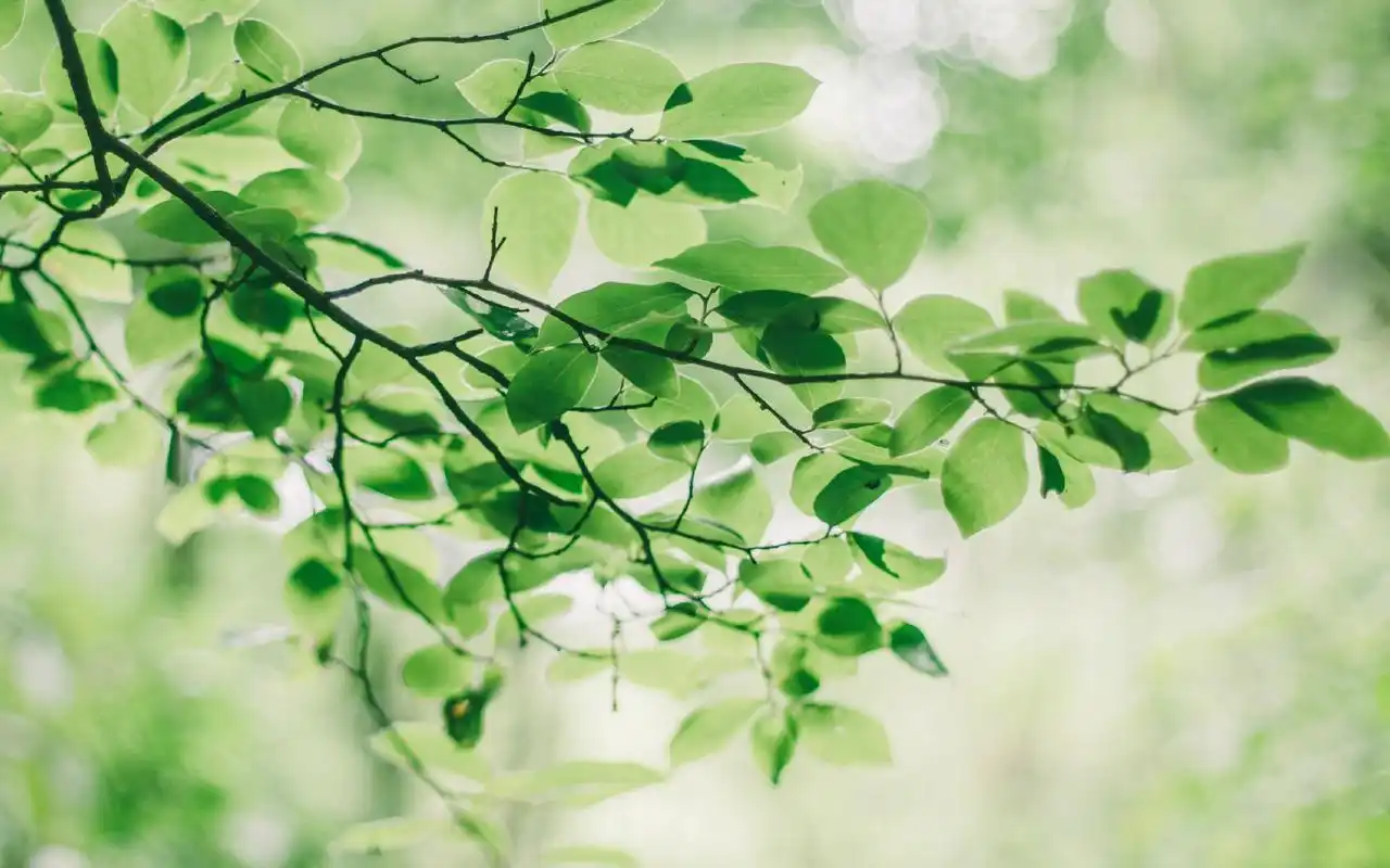 清新枝叶绿色护眼高清图片桌面壁纸