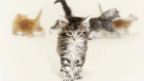 可爱猫咪楚楚动人的眼神电脑桌面高清壁纸