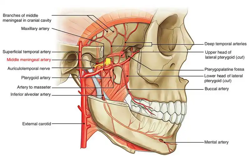maxillary artery.jpg